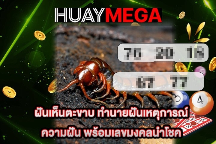 ฝันเห็นตะขาบ ทำนายฝันเหตุการณ์ความฝัน พร้อมเลขมงคลนำโชค